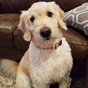 Meet your Posher, T_cosham